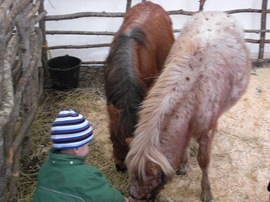 Små ponnyhästar blev matade av barn.